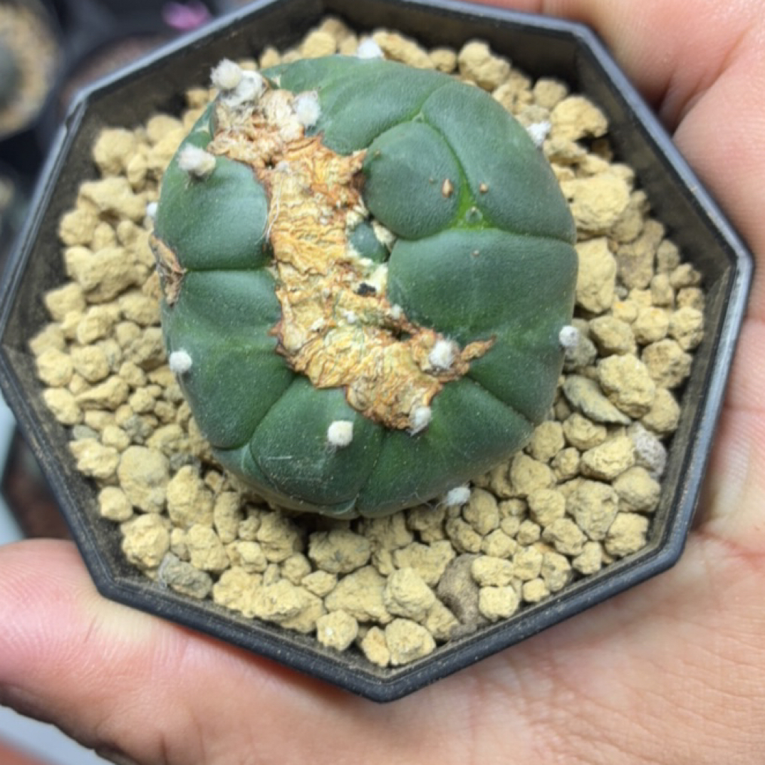 实生龟甲怪兜一图一物