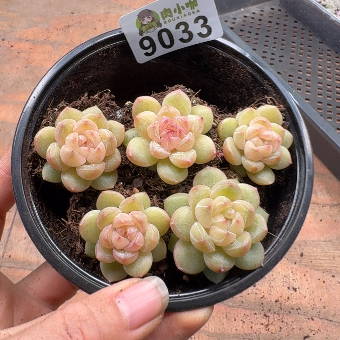 多肉植物多肉植物