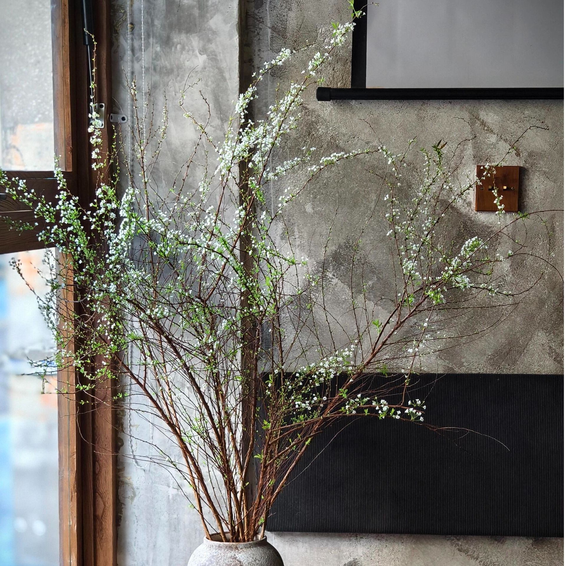 【带芽发货】云南雪柳干枝水培耐寒爆花神器室内花材遇水枯木开花