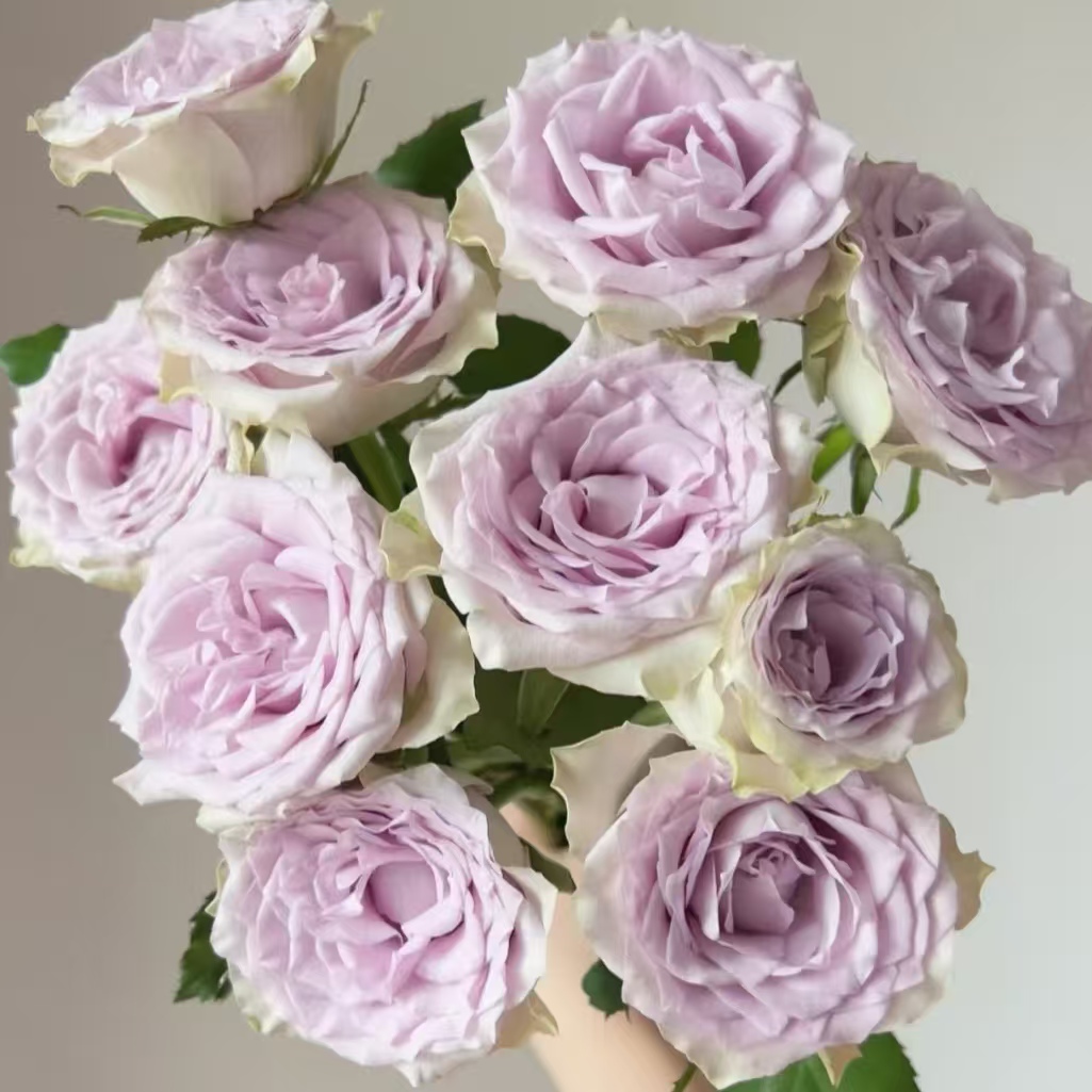 【海洋之谜】单头玫瑰 基地直发 | 全场鲜花任意满2单及以上包邮