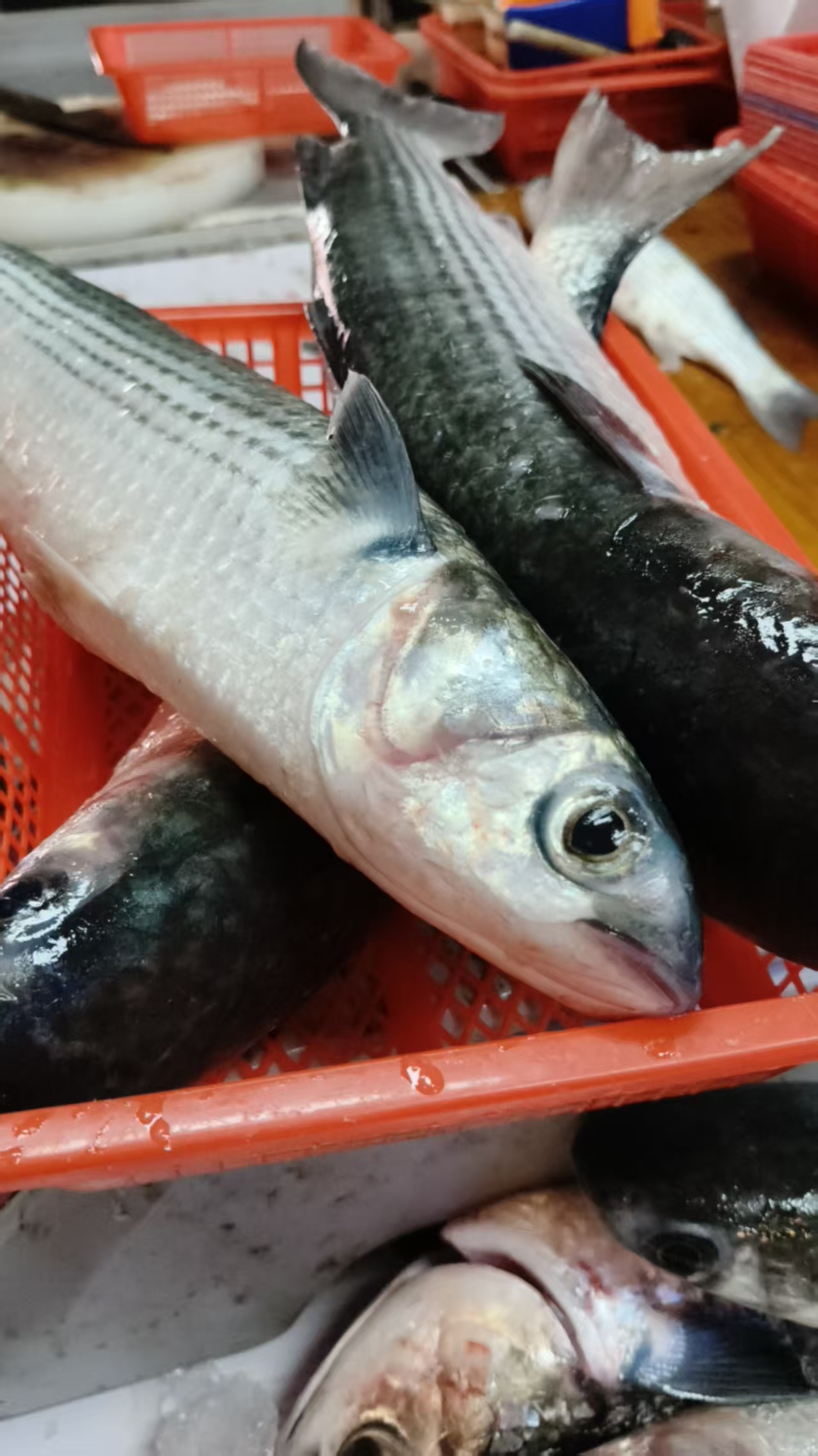 乌鱼田鱼（顺丰）新鲜内港鱼野生鱼
