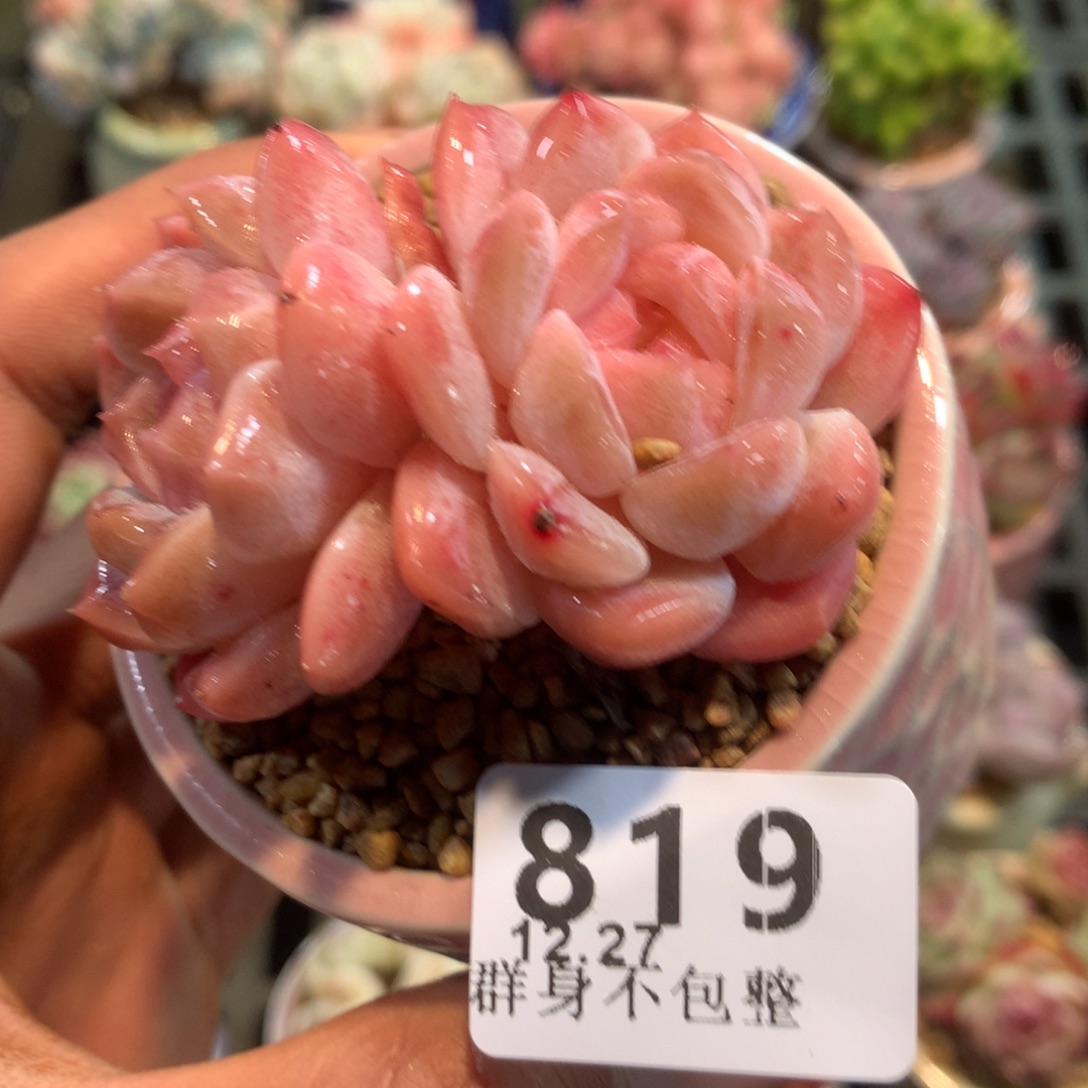 精控拇指盆12.27819