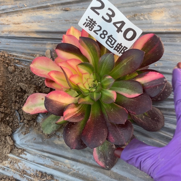 2340一号棚七彩多肉植物N