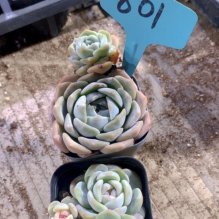 801号多肉植物园艺
