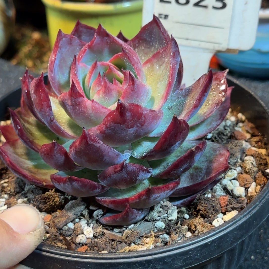 黑红内拉丝惊鸿一物一拍包装收缩花旱823