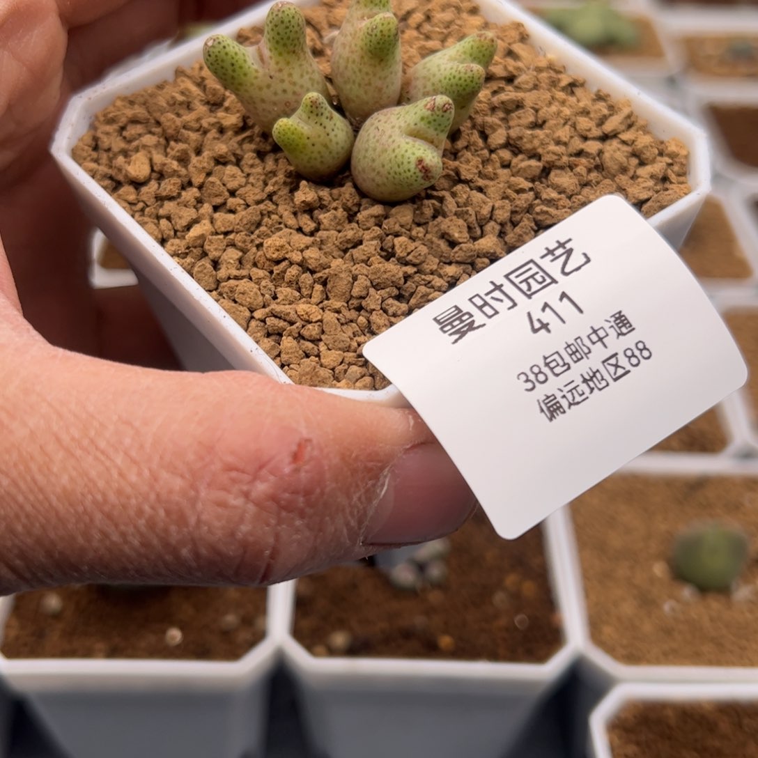 2.9斑马福利多肉植物411