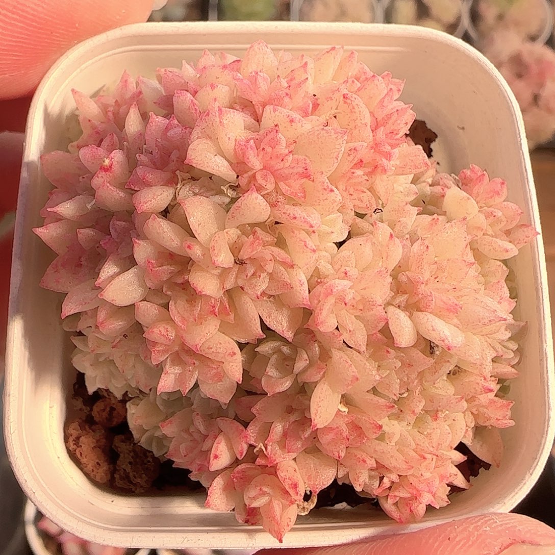 多肉1128-133优选麦秆群