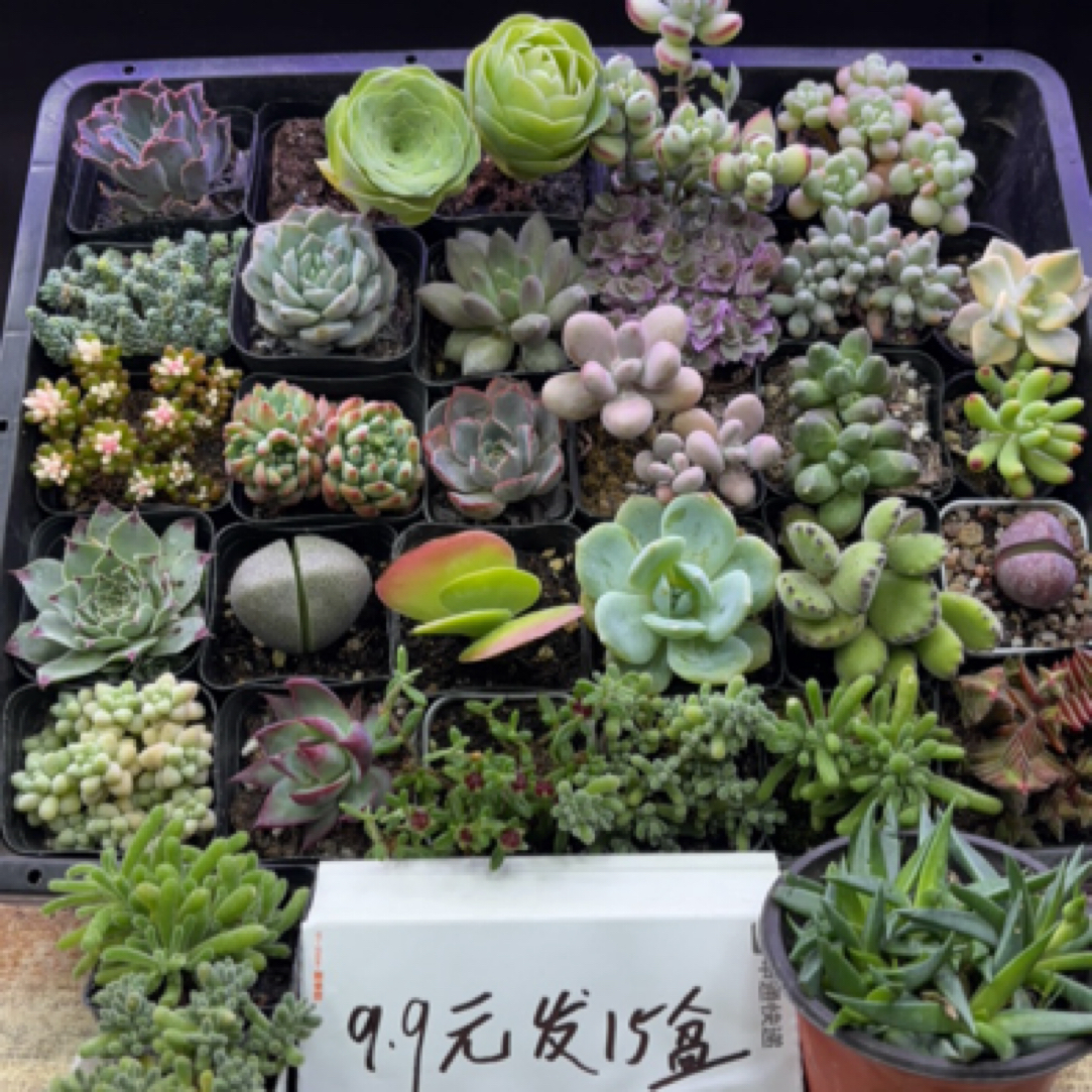 随机发15盆多肉，带盆带土发货