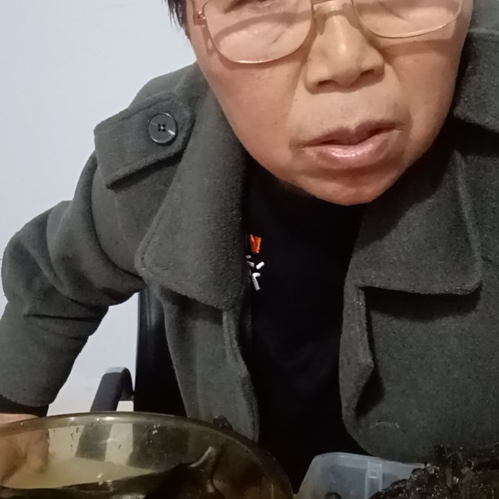 中国大陆山东威海海带头可凉拌可煲汤