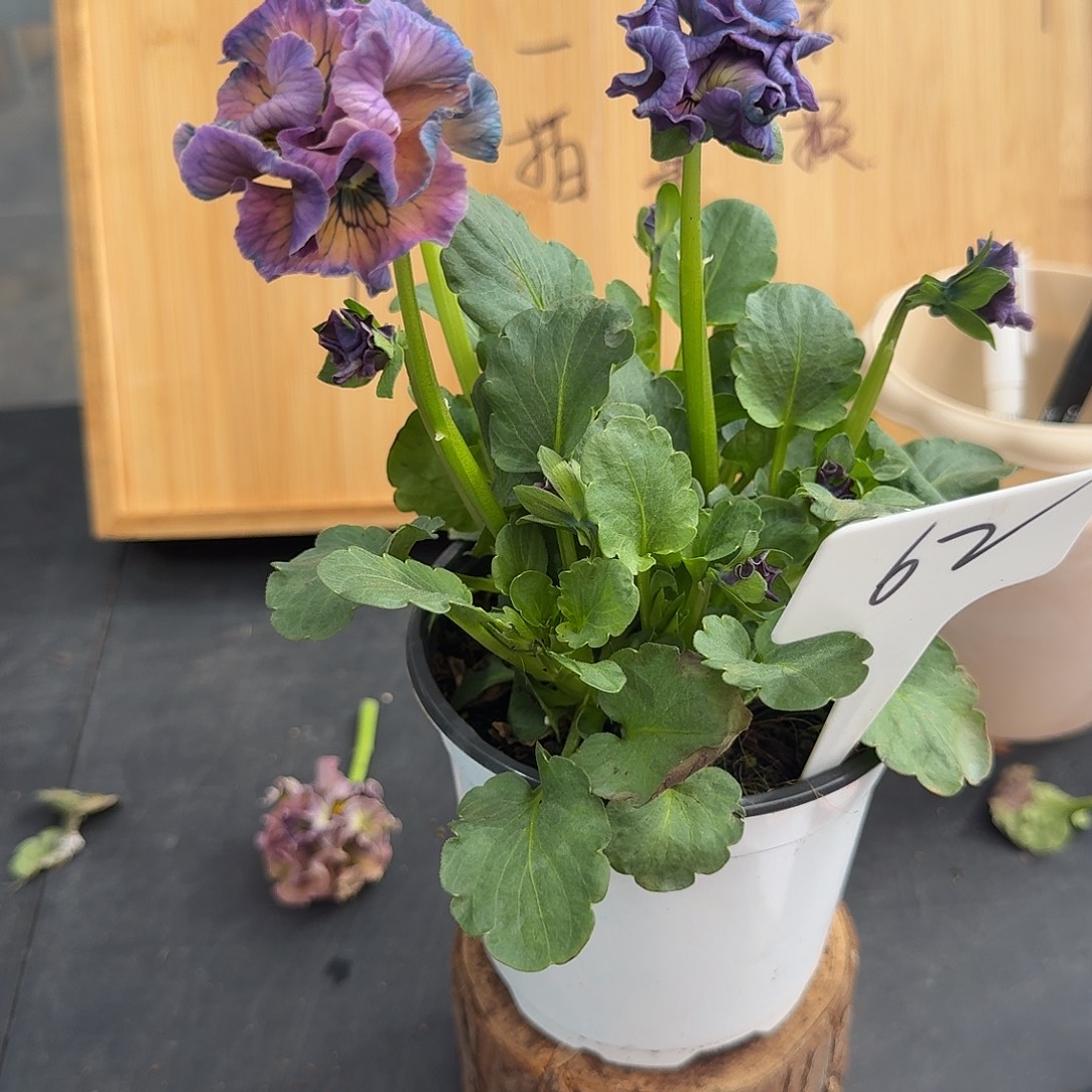 完全开放62洛可可礼服62