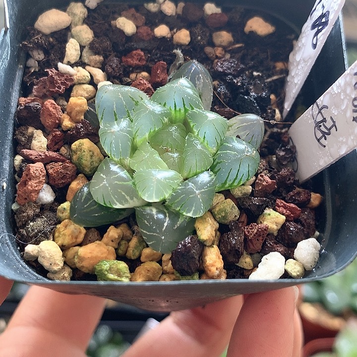 糯姬玉露锦一物一拍