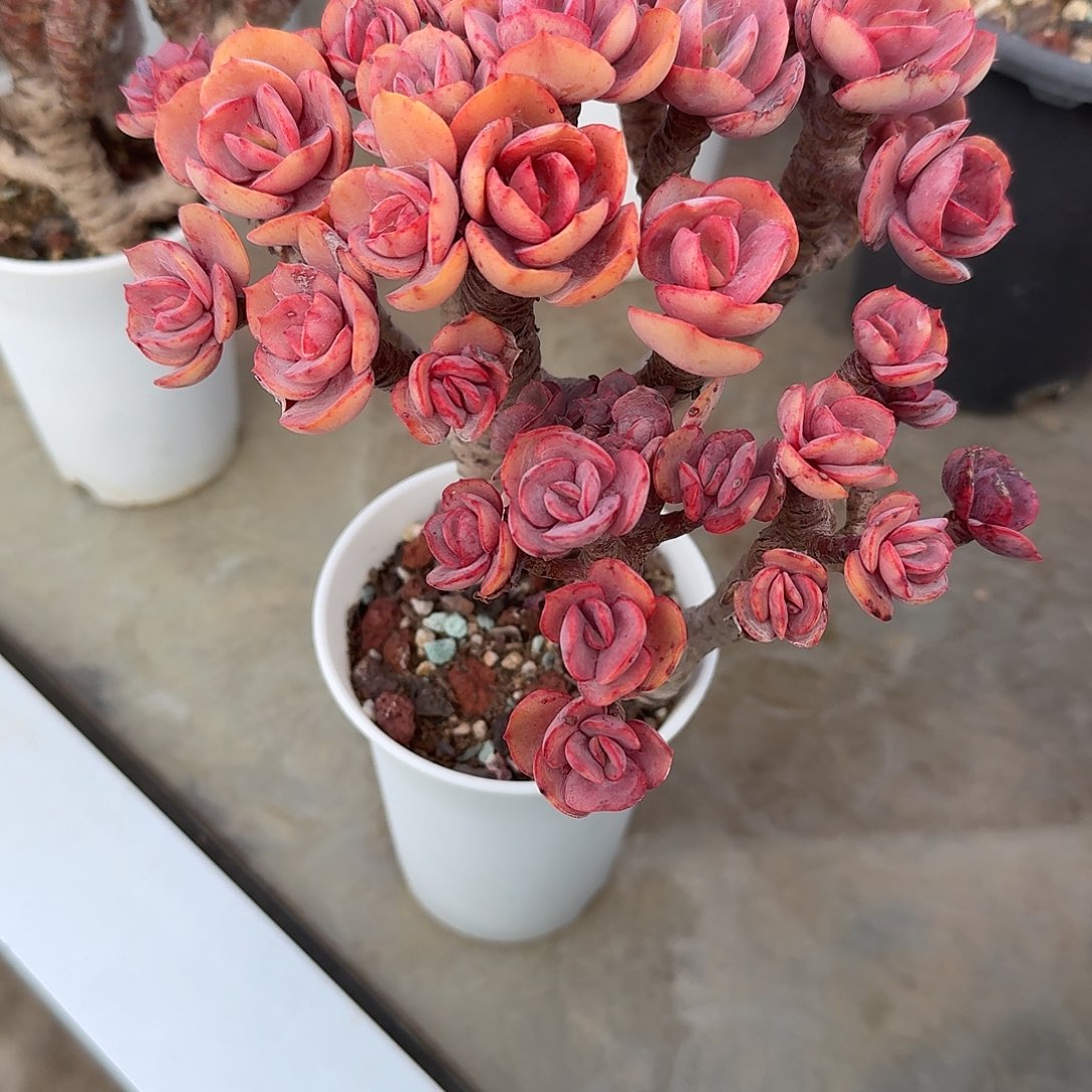 用***9小叶秀妍多肉植物一颗