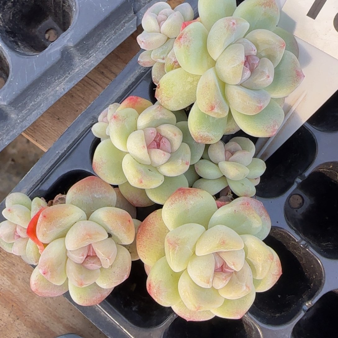 187 号一组紫心冰特价福利