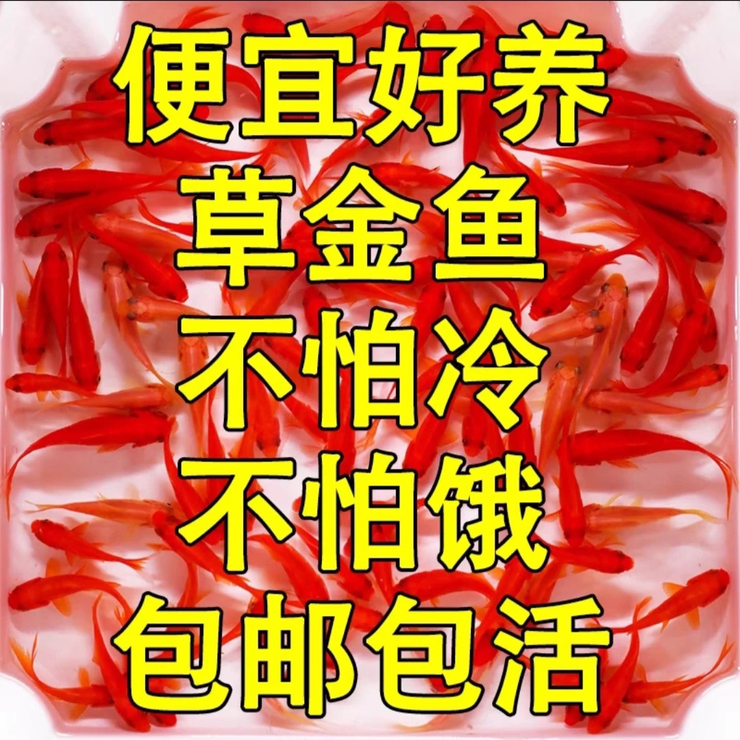 50条草金鱼冷水观赏鱼耐活好养适合当新奇小宠物