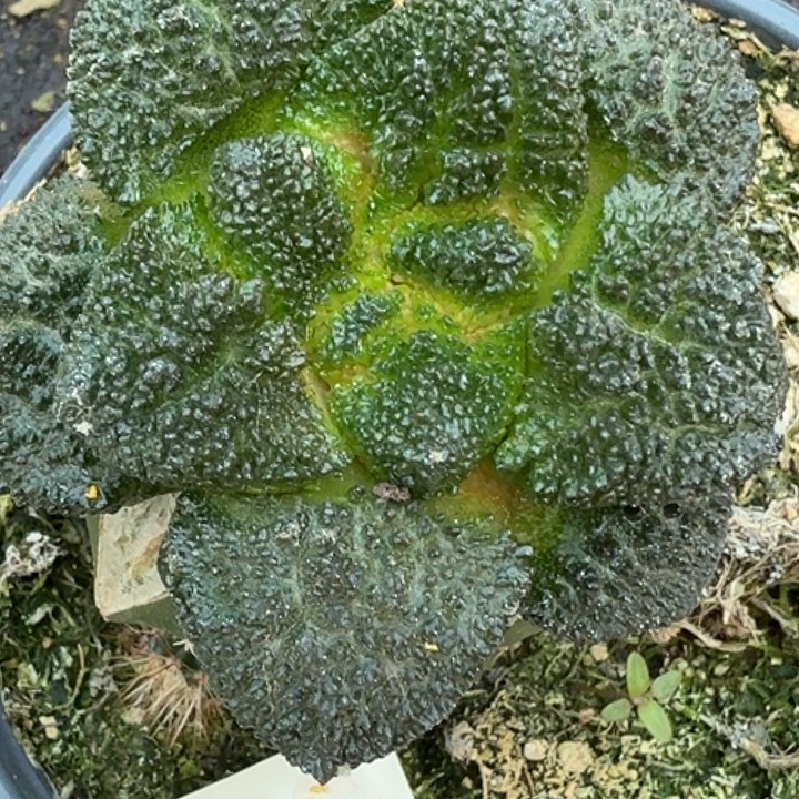 无花朵密尤哥斯拉488