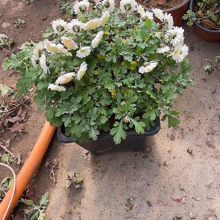 晩***438菊花菊花计划经济