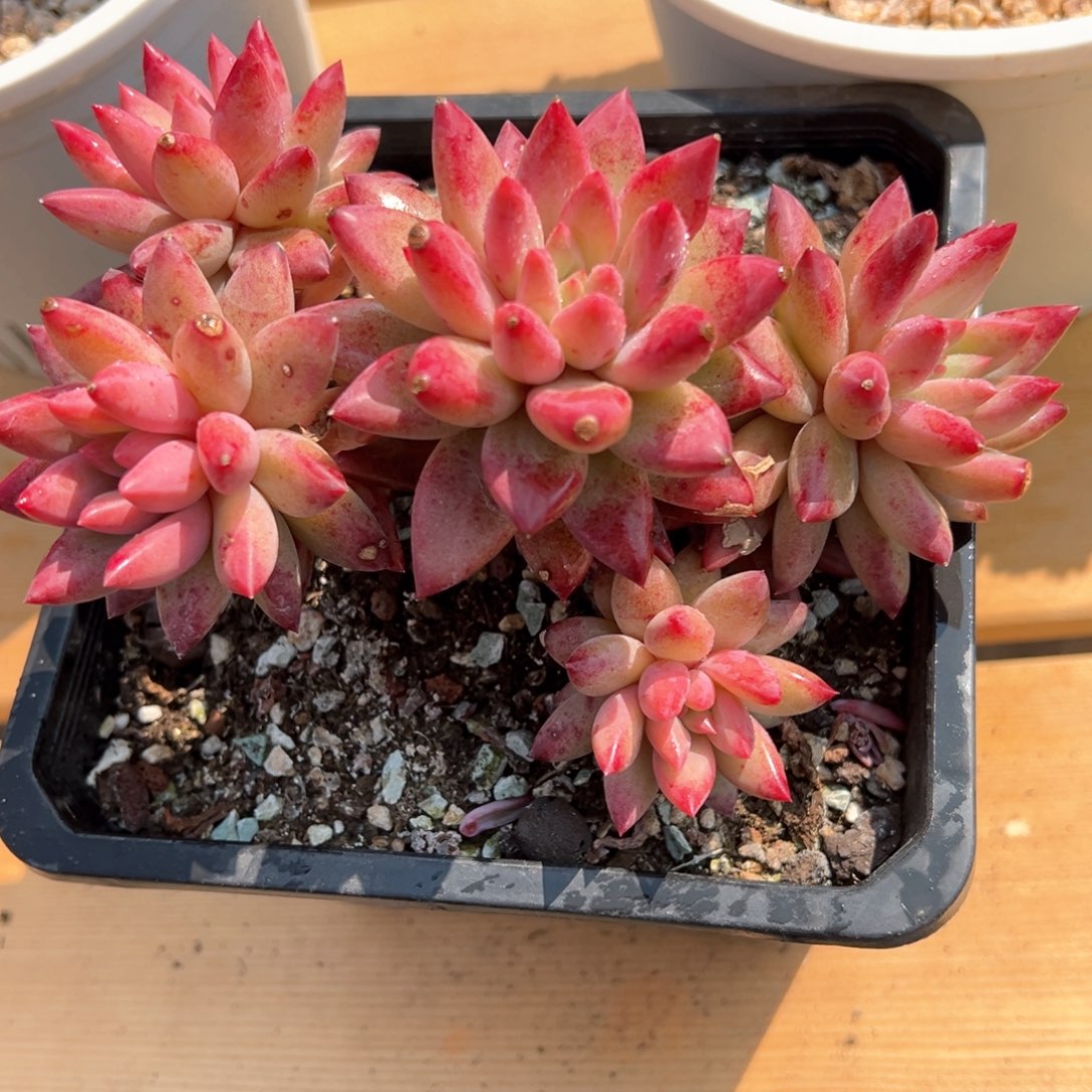 羽毛虞美人多肉植物