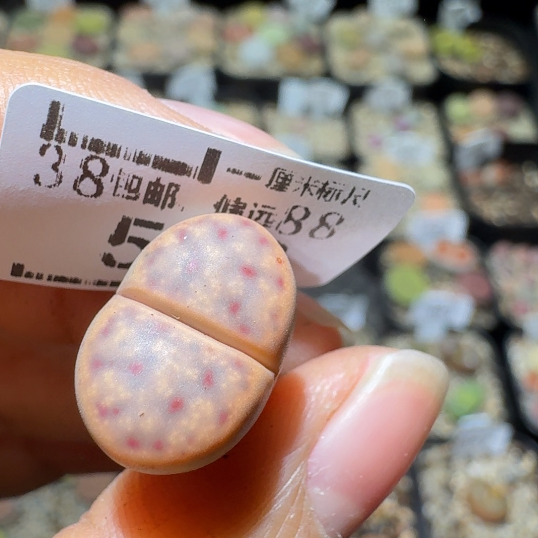 热***河Sss清仓便宜出539