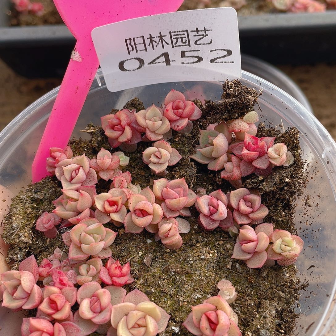 量拍多肉植物多肉植物452