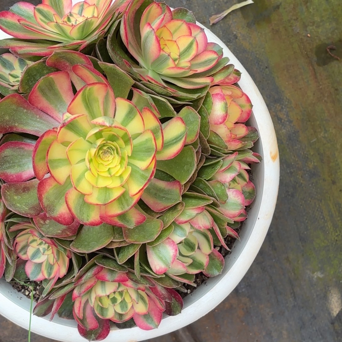 云南多肉植物荔枝