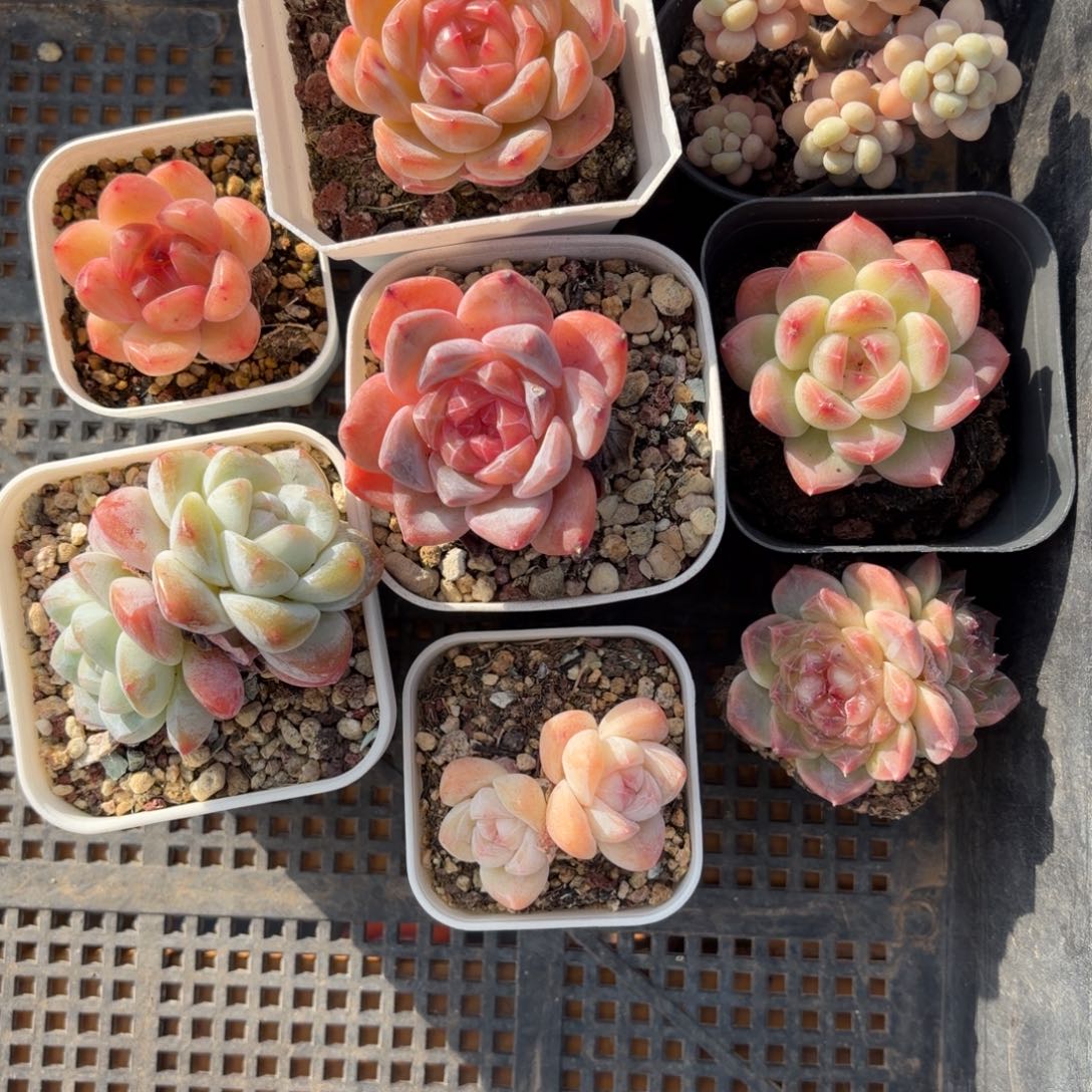 开播特价框拍福利筐拍