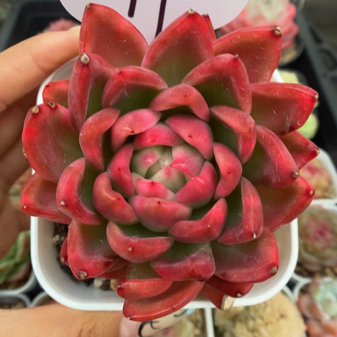 水晶珍妮锦11号。    