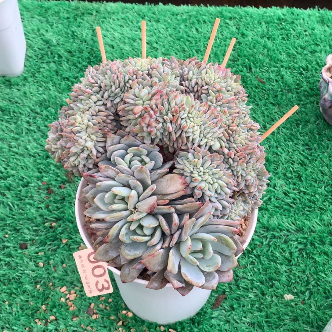 桐****奶茶多肉植物多肉植物