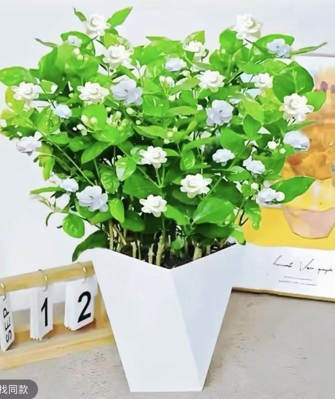 【送白盆】茉莉花四季开花盆栽植物