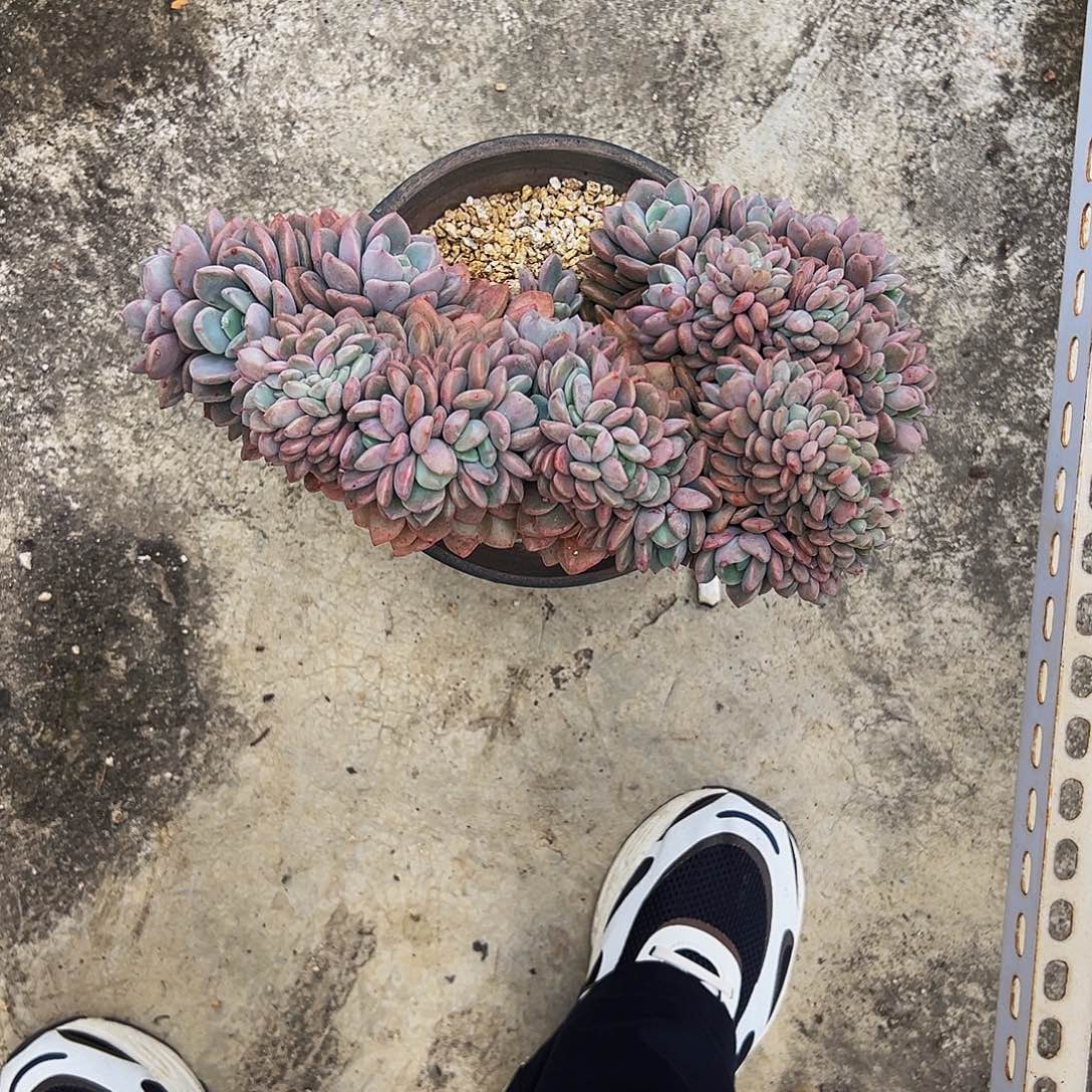 豆***妈花瓣露缀11111111111