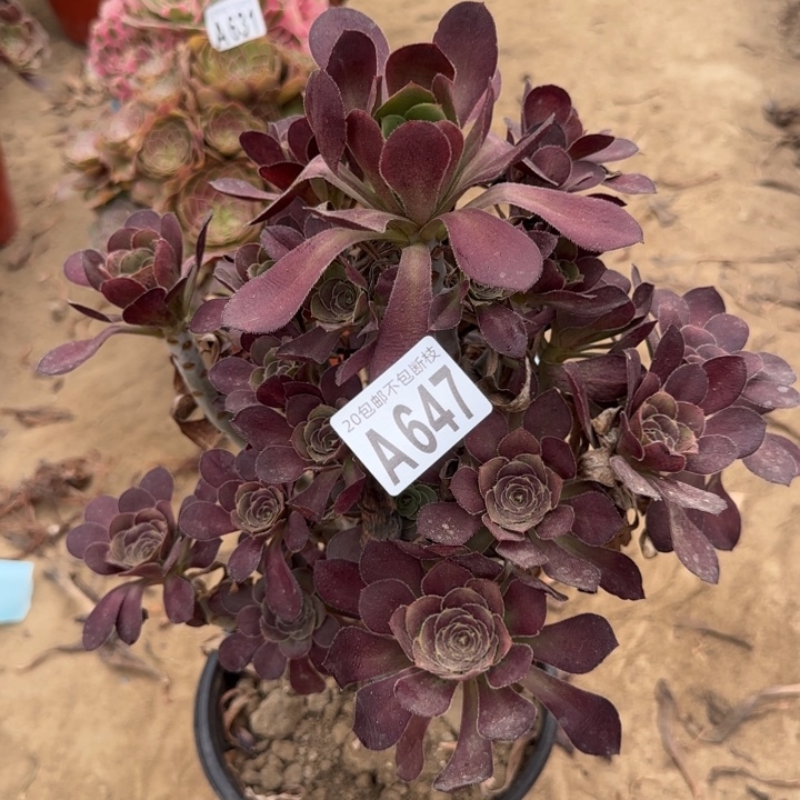 圆叶……多肉植物……