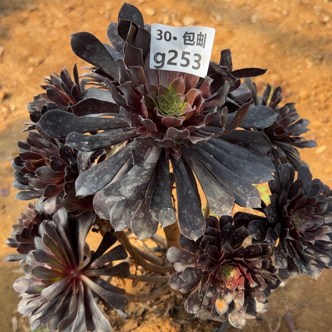 253黑铜多肉法师