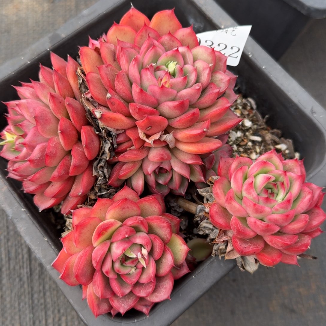 9322新年快乐发发发