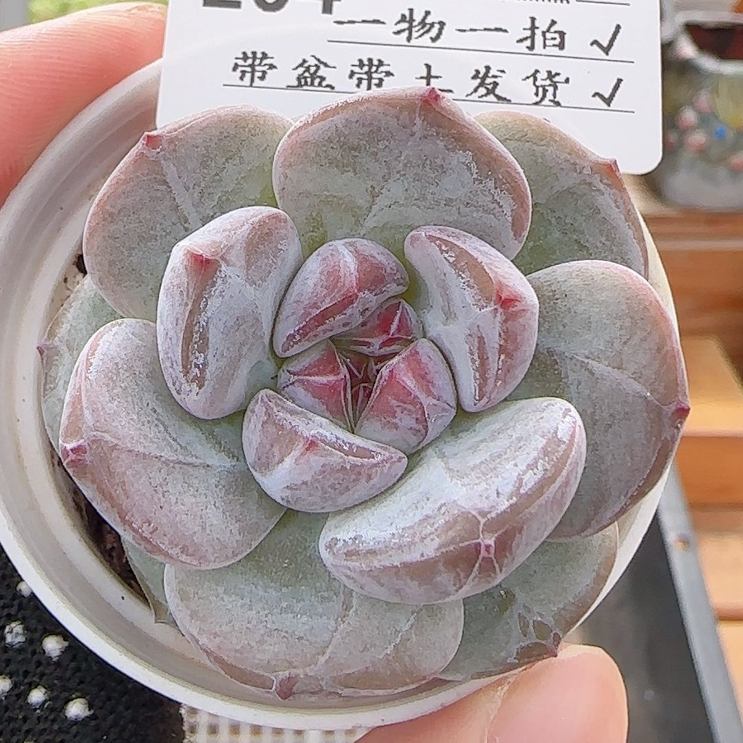 多肉0807-204石榴籽星影