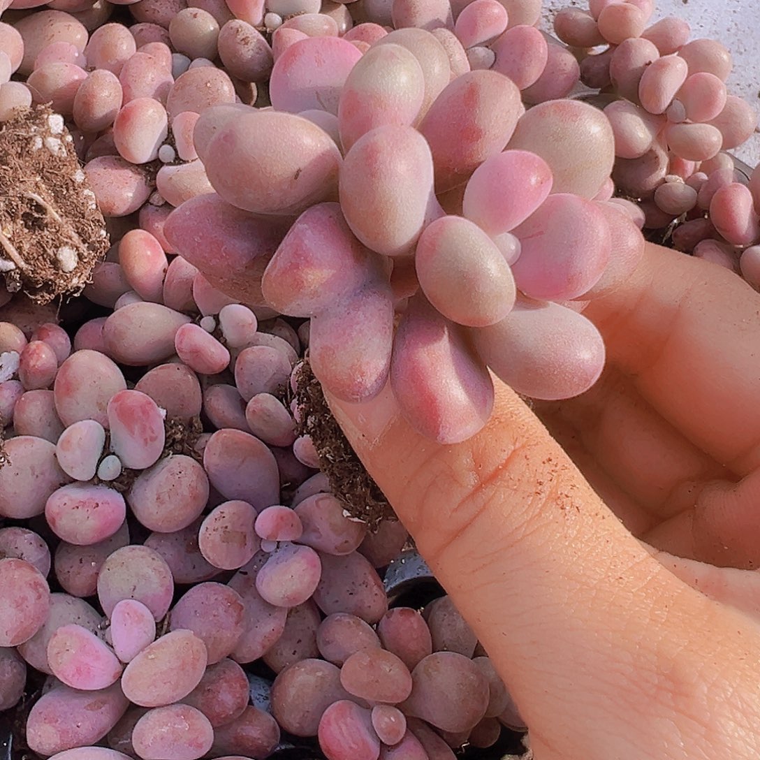 双头桃蛋苗5颗多肉