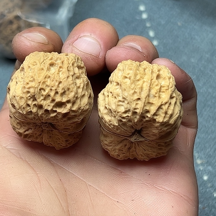 核桃23号官座40尺
