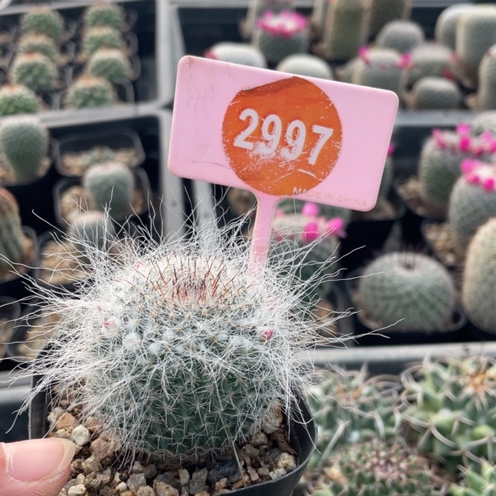 R***d实生渔翁2997000000