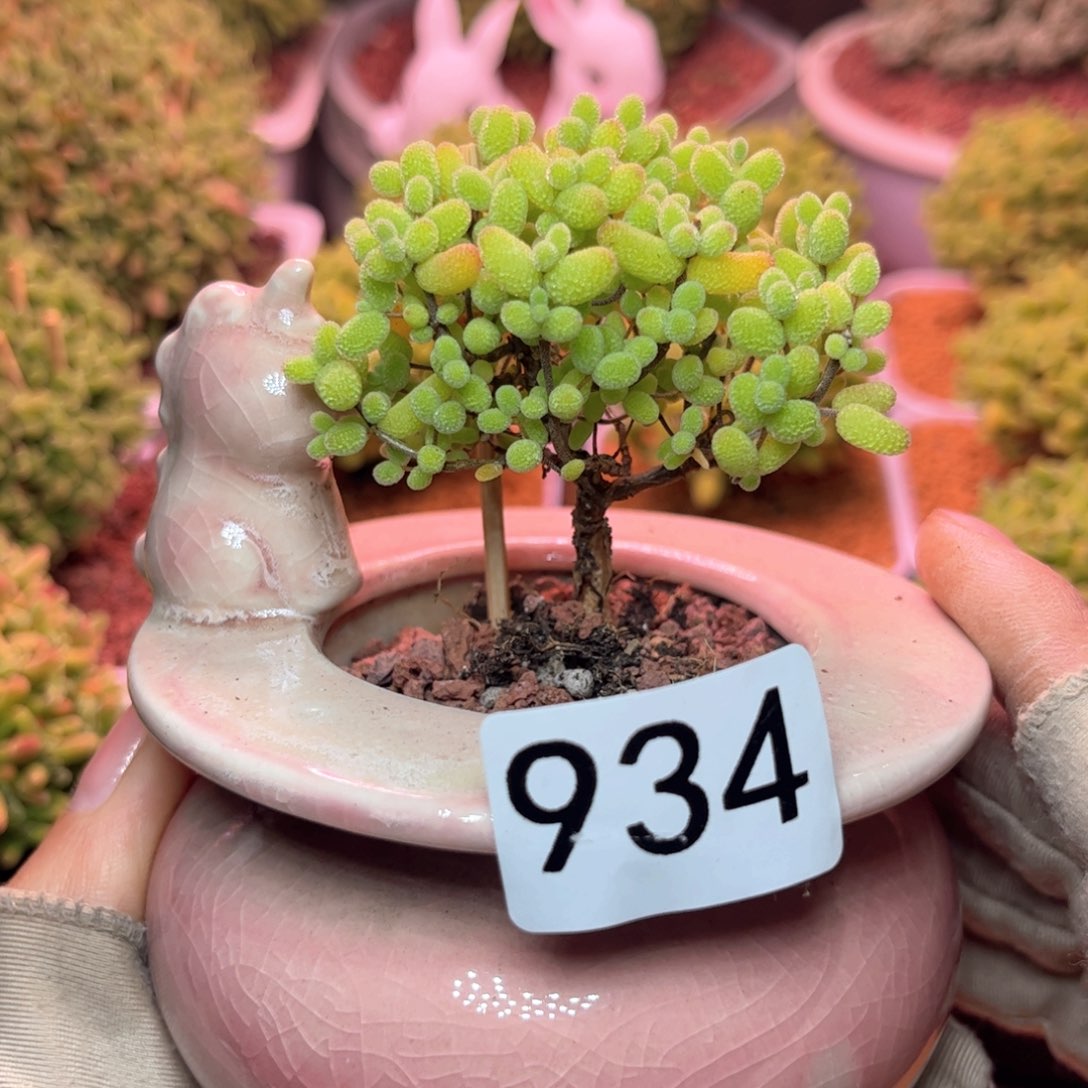 934金桔可爱多肉植物