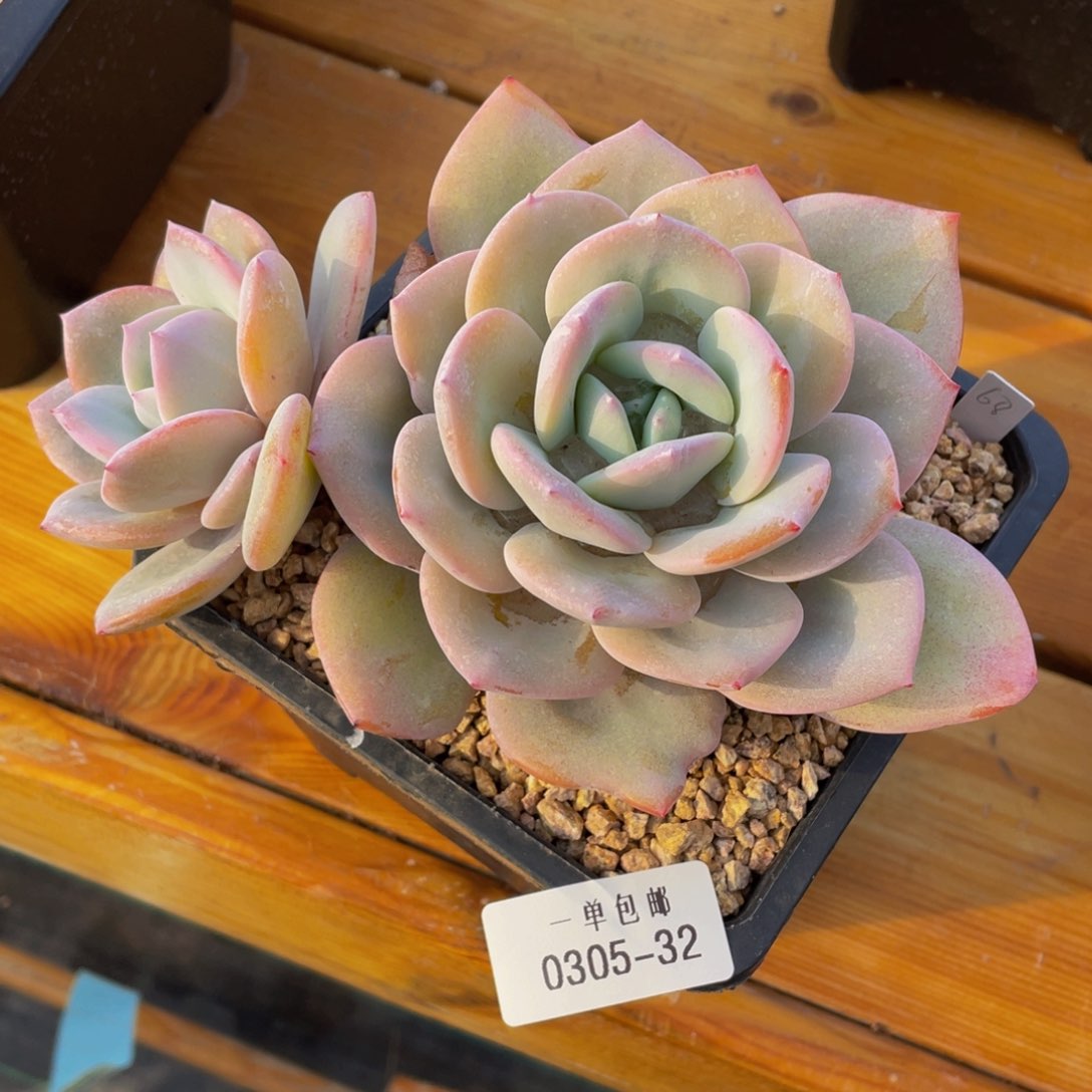 305-32-奶茶。。。。。。。