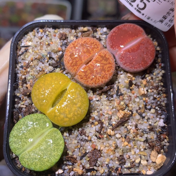 精品生石花226.35新手推荐