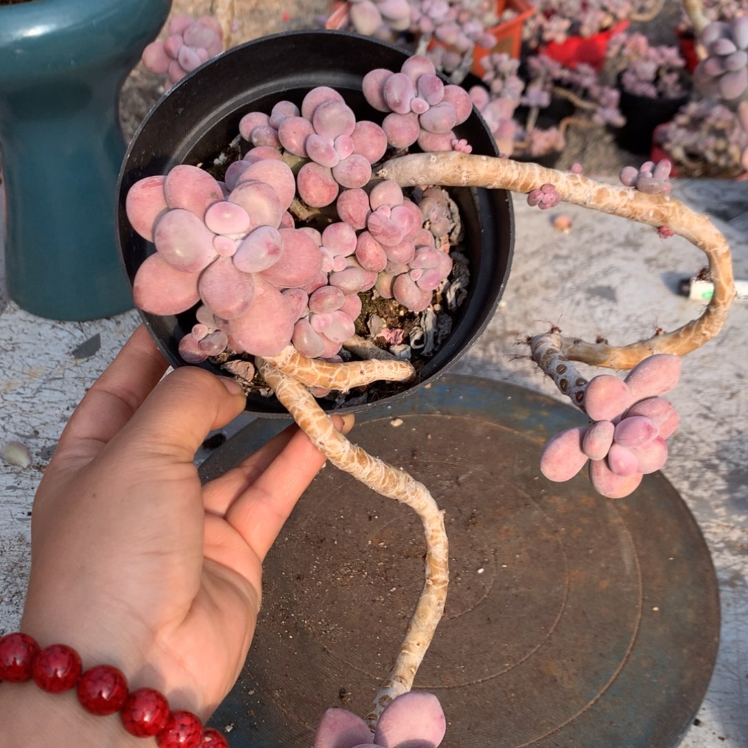 桃蛋老桩不带盆14号