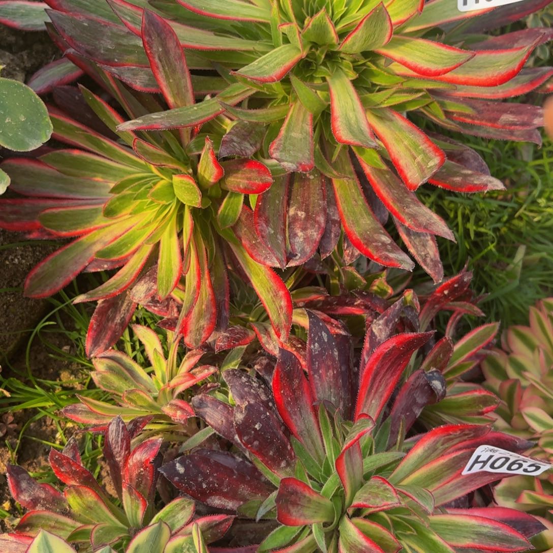 71多肉植物捧花的时候