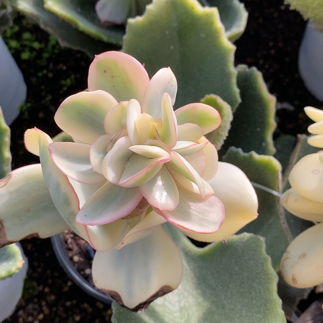 瑞蝶锦多肉植物老桩砍头