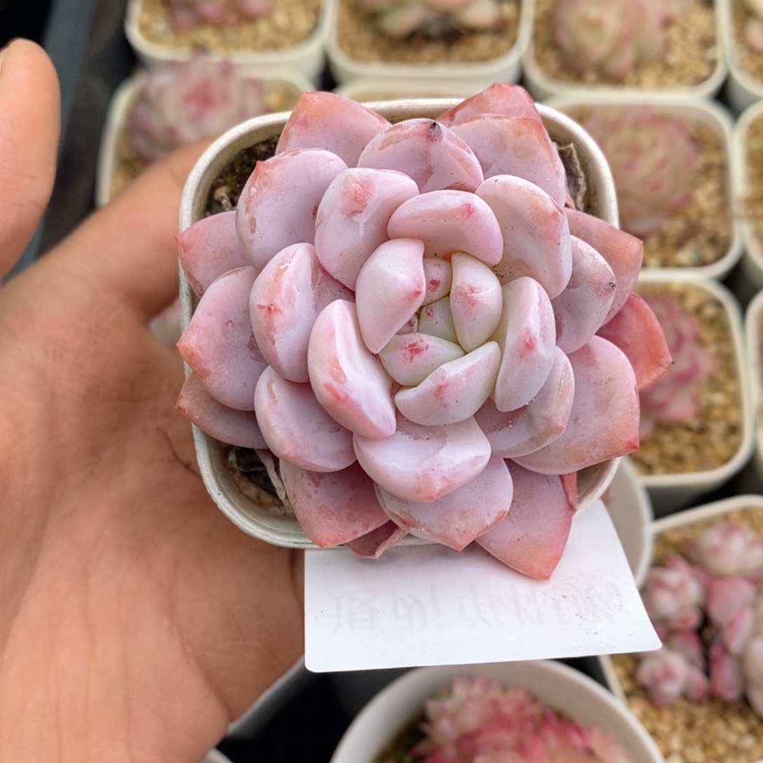 ?2-924多肉多肉多肉多肉多肉多肉多肉多肉