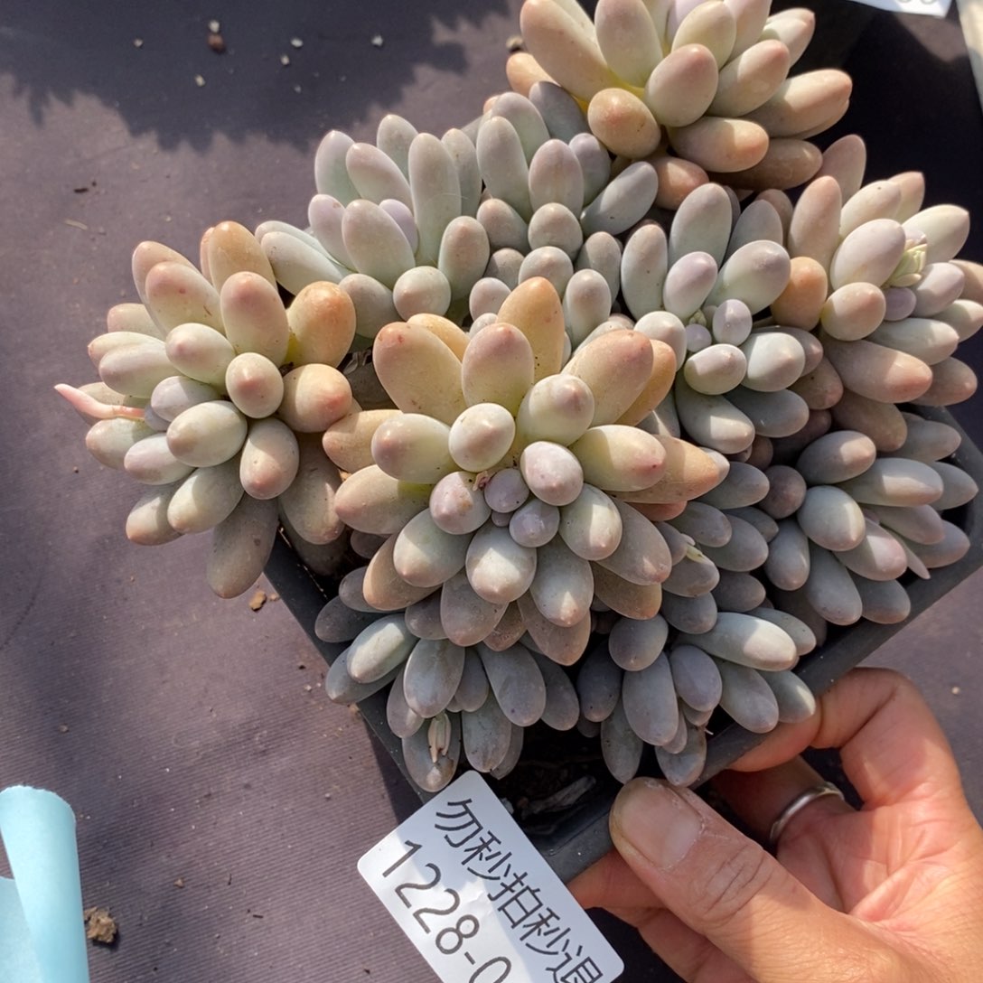 两单包邮1228-42汤圆