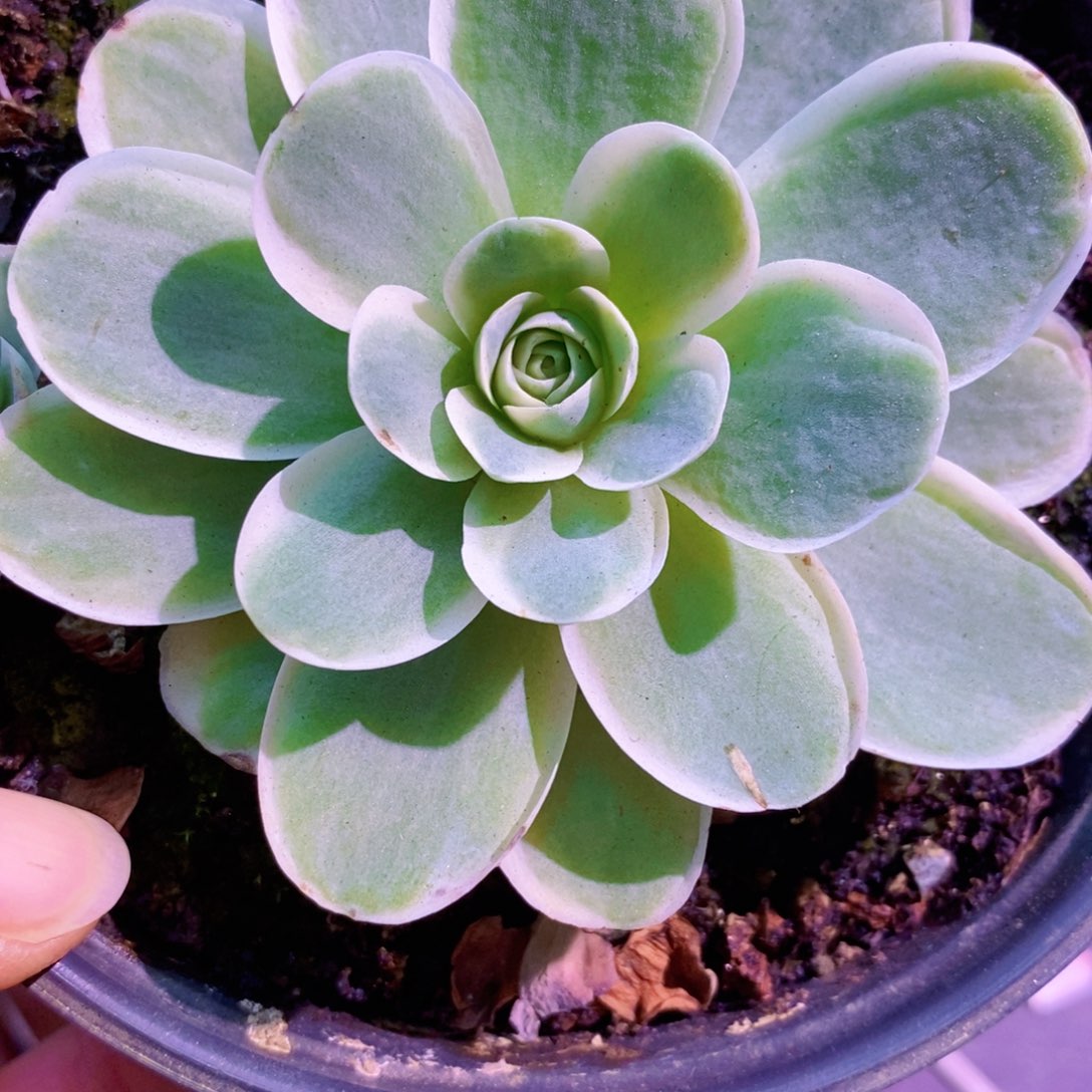 断秋风玫瑰福利一物一拍003