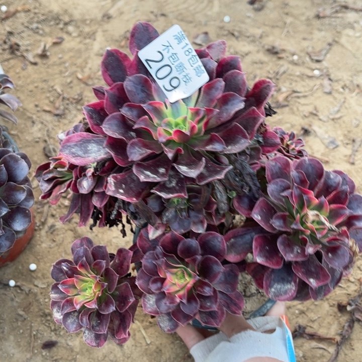 209美杜莎手捧1法师