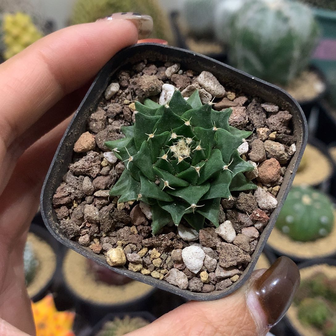 福利实生根帝冠仙人球