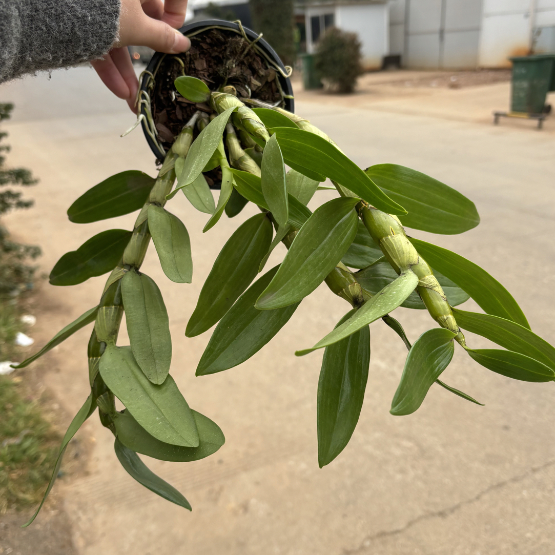 白色之吻春石斛 石斛好养花期长 云南鲜花绿植