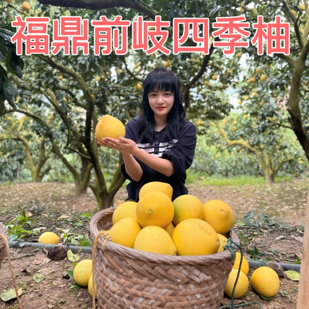 【6个精品果】福鼎前岐四季柚 老树柚子福鼎特产