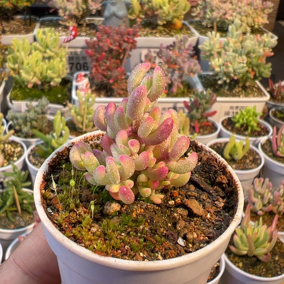 1-450红宝石锦迷你型五圆盆枝干番杏